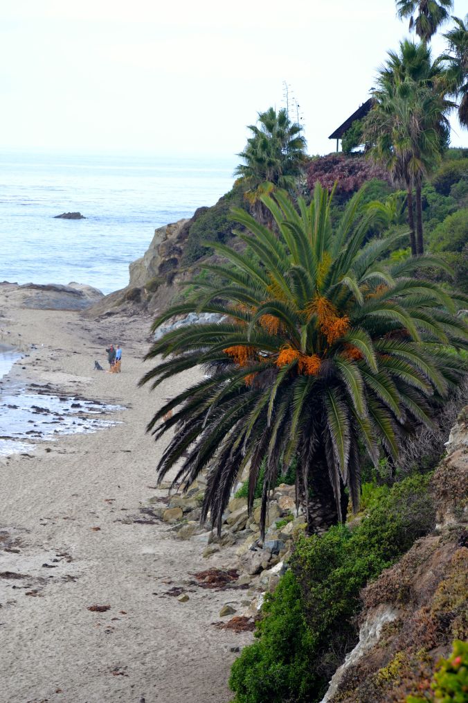 palm and rocky cliff